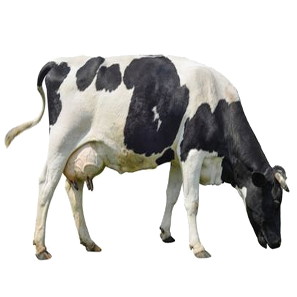list item image