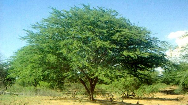 درخت کهور - انجمن مجازی تولیدآفرینان